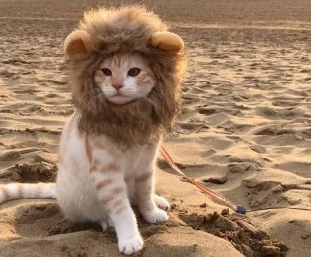 LARP CAT sitting on a sandy beach