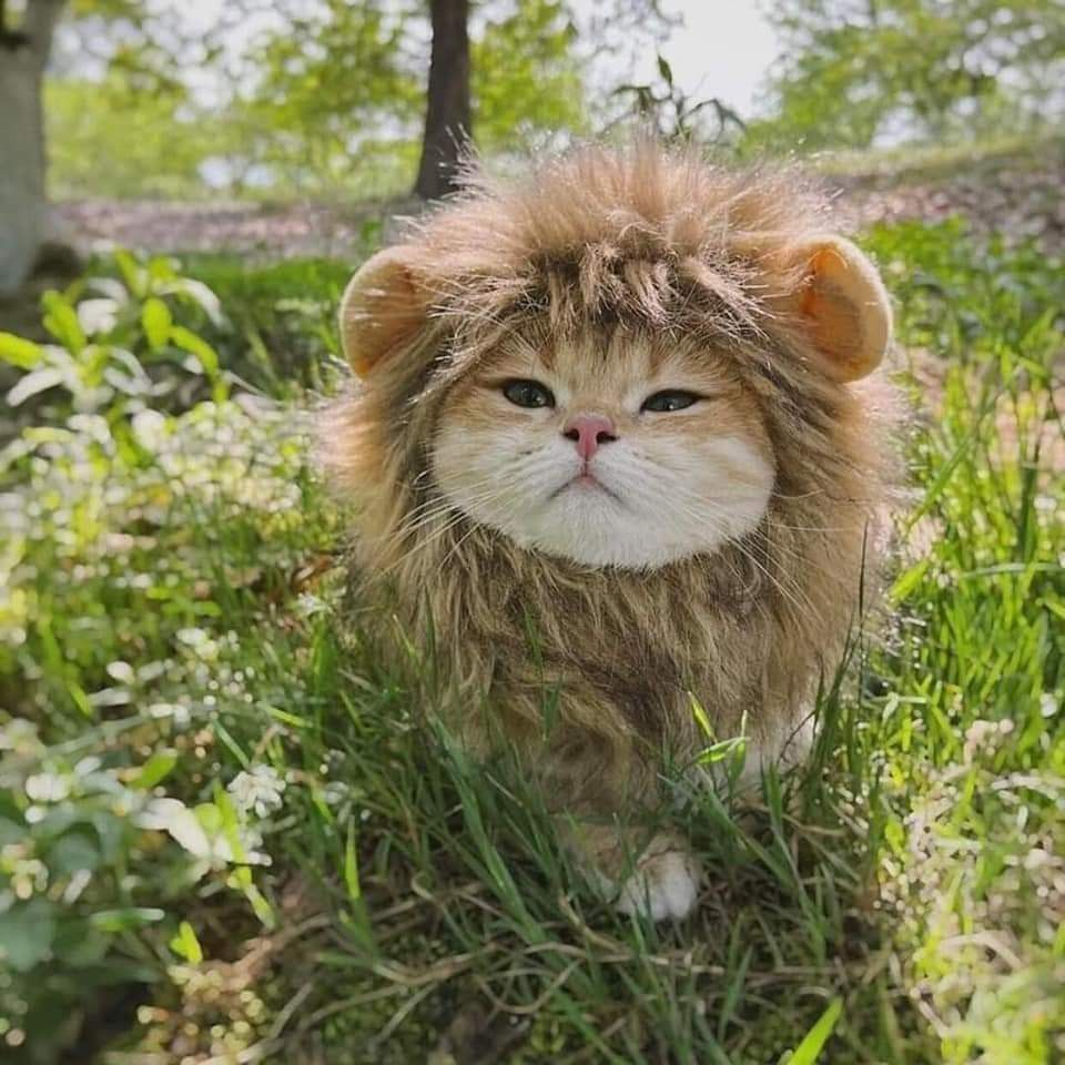 Close view of LARP CAT wearing a lion mane