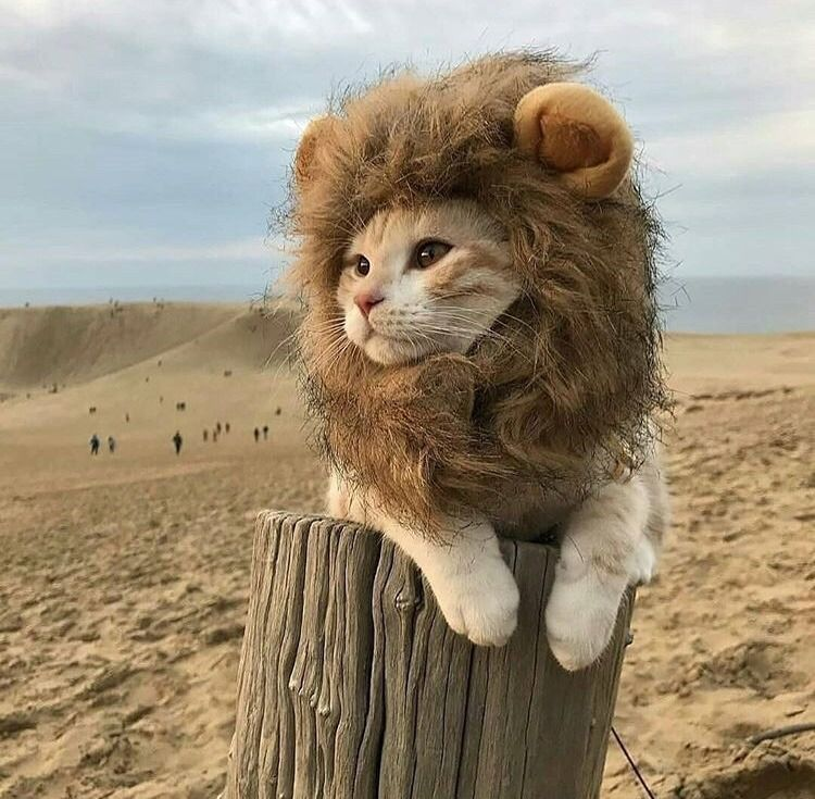 LARP CAT on a wooden post in sandy landscape
