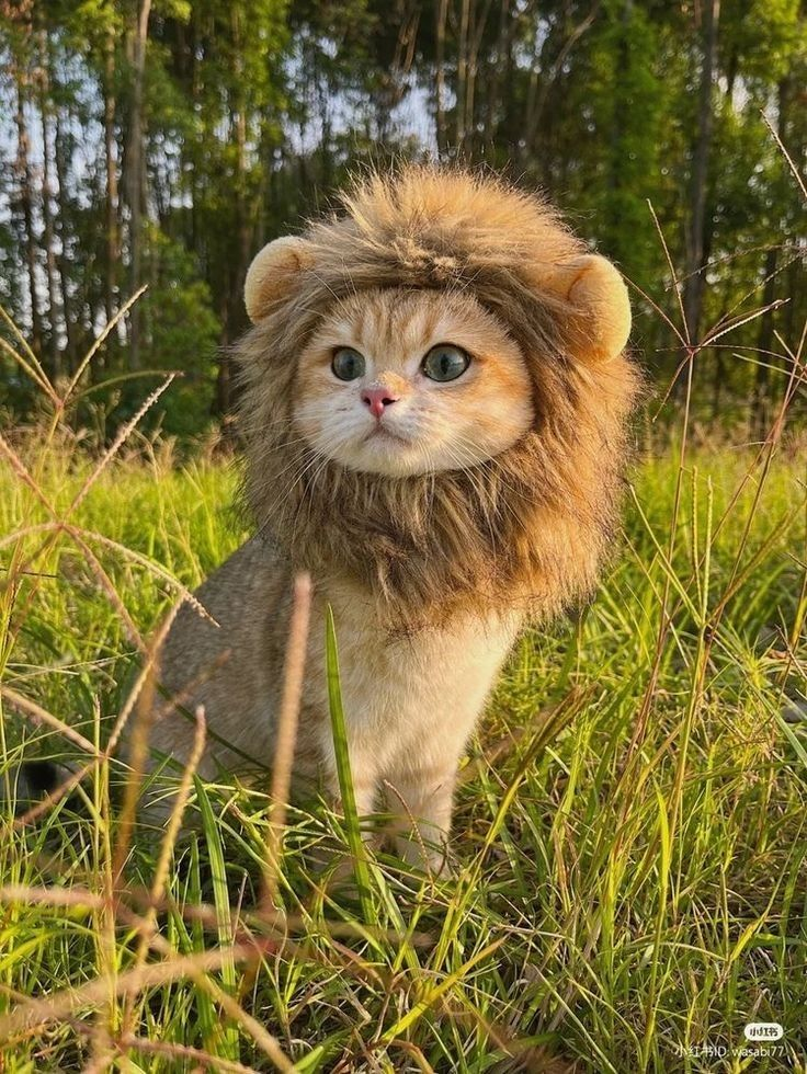 LARP CAT sitting in tall grass near a forest