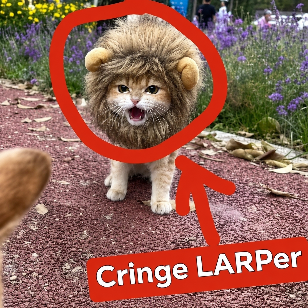 LARP CAT in a lion costume